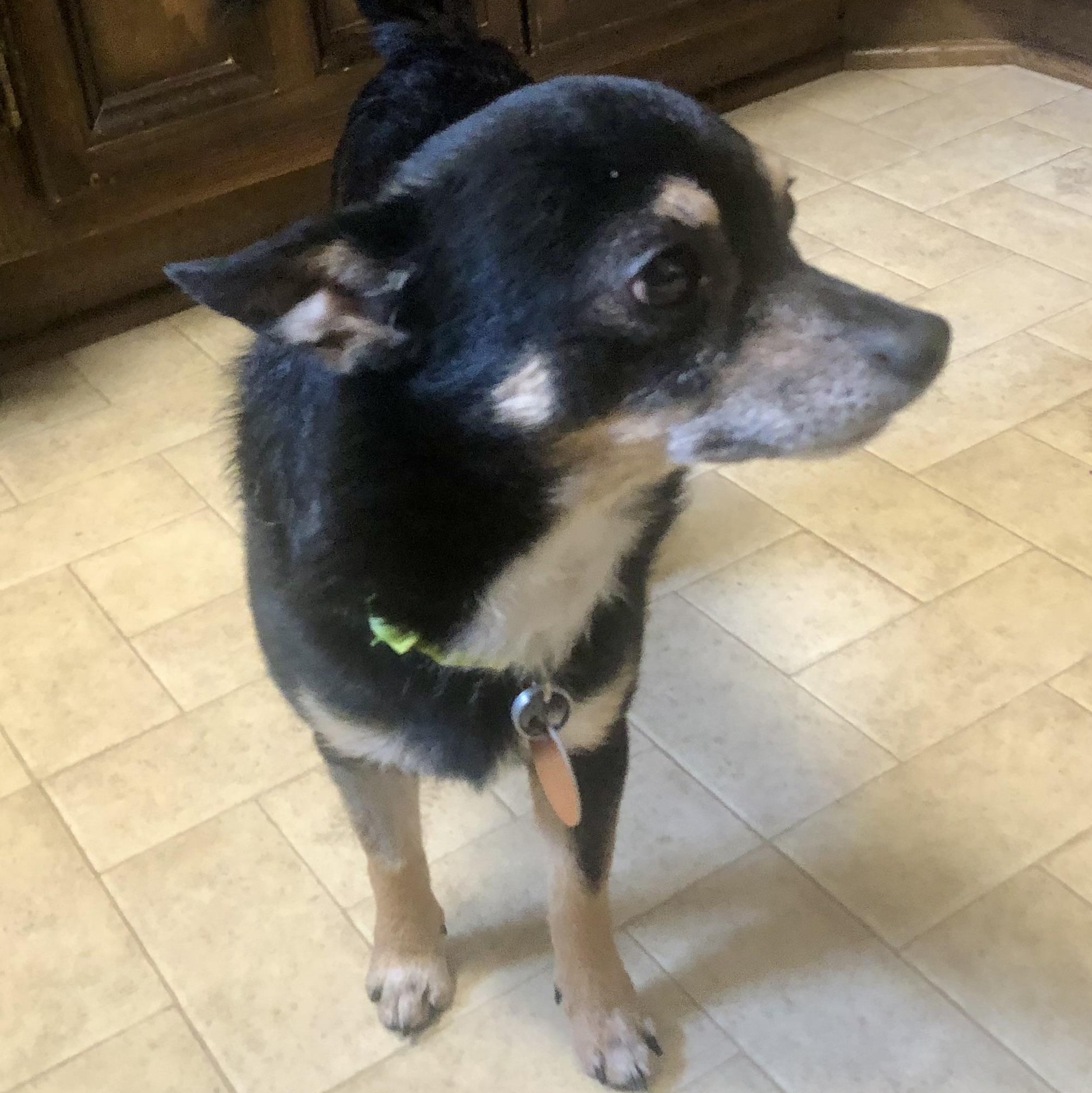 Enlarge PJ, a Adopted mixed breed in Tulsa, OK image 2/4