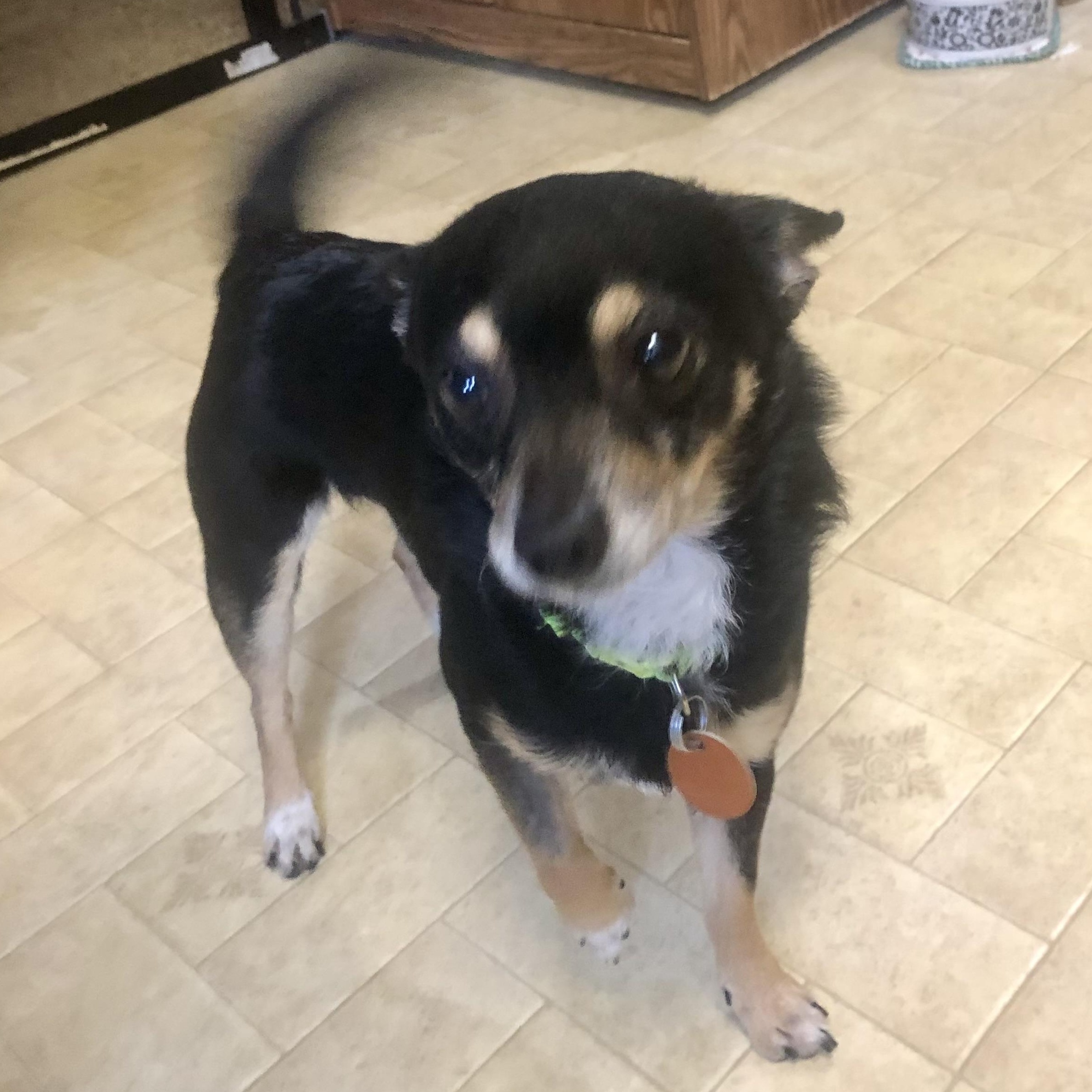 Enlarge PJ, a Adopted mixed breed in Tulsa, OK image 3/4