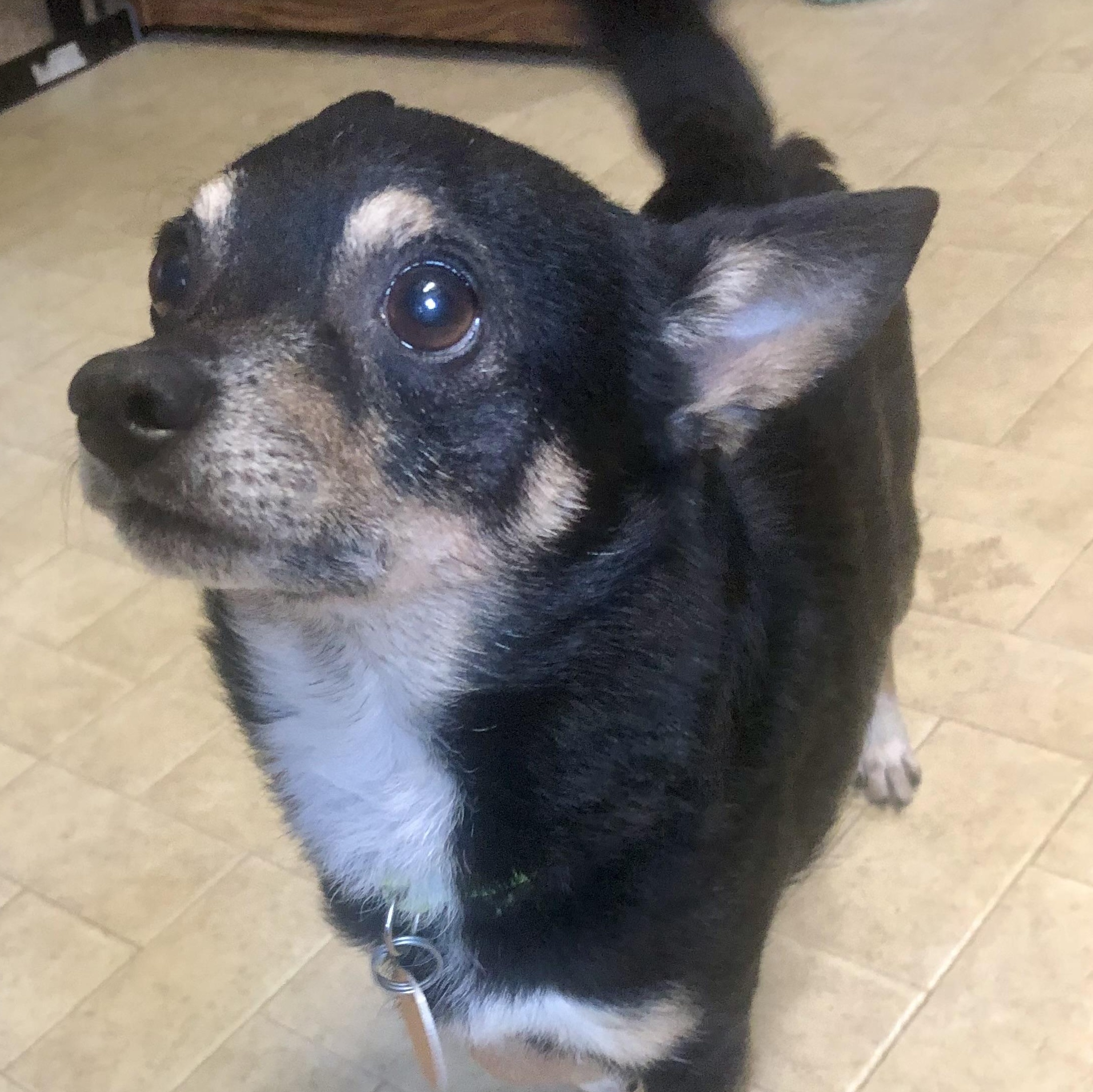Enlarge PJ, a Adopted mixed breed in Tulsa, OK image 4/4