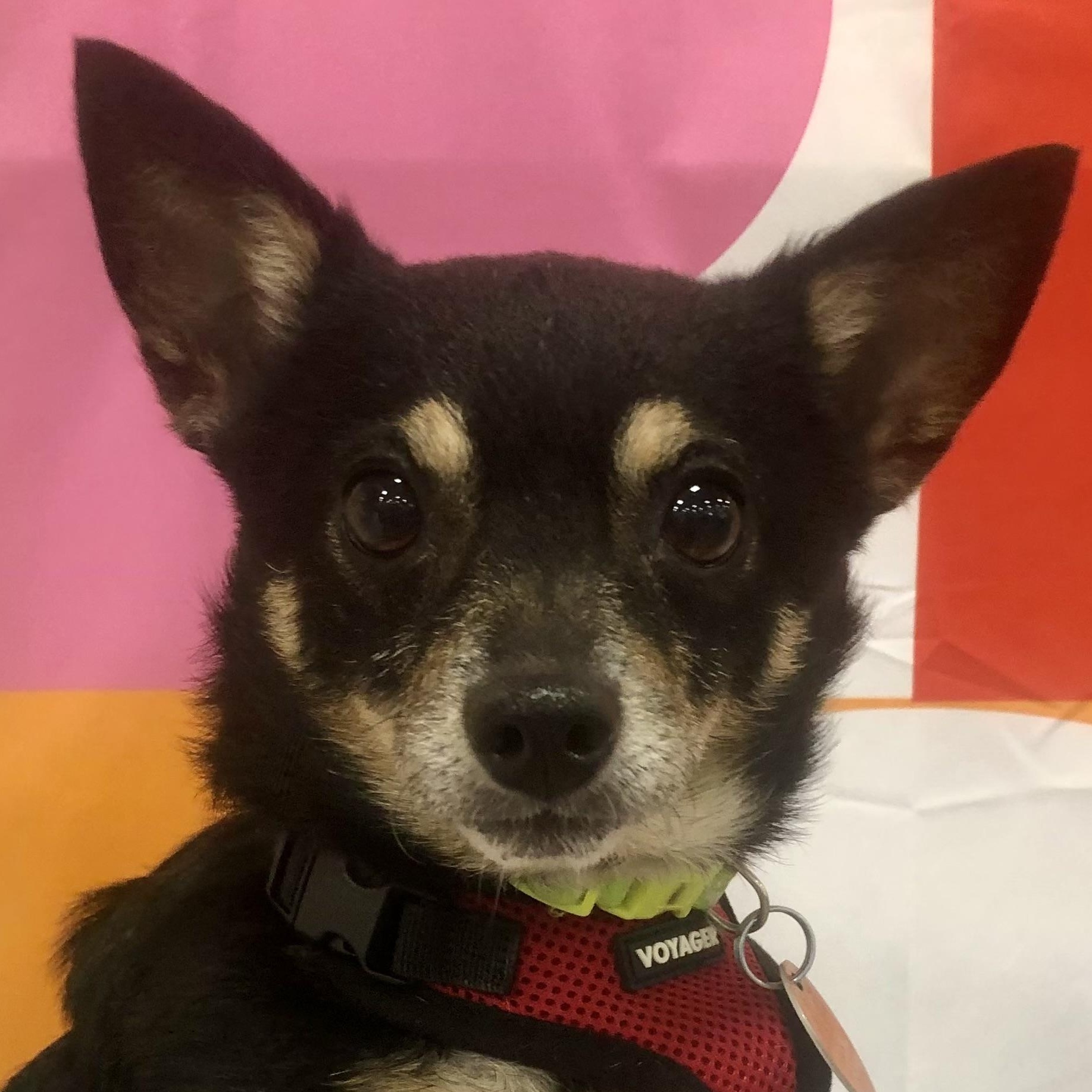 PJ, Adopted, Young Male Chihuahua.
