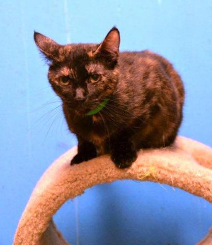 Enlarge Tara, a Adoptable Tortoiseshell in Houston, TX image 1/2