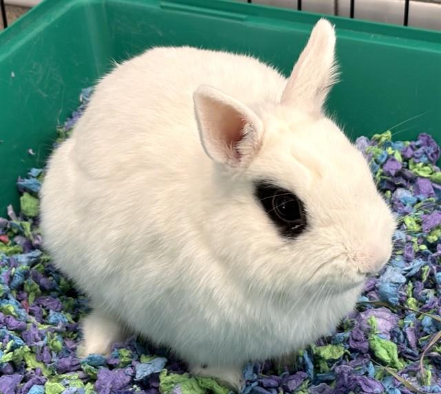 Enlarge PEARL, a Adoptable Hotot in Dedham, MA image 1/1
