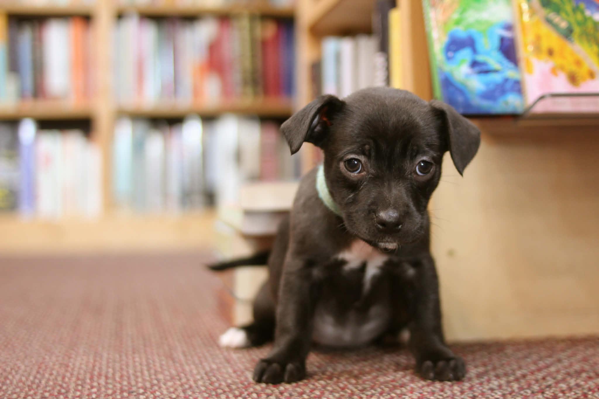 Enlarge Eloise, an adoptable mixed breed in South Saint Paul, MN image 1/4