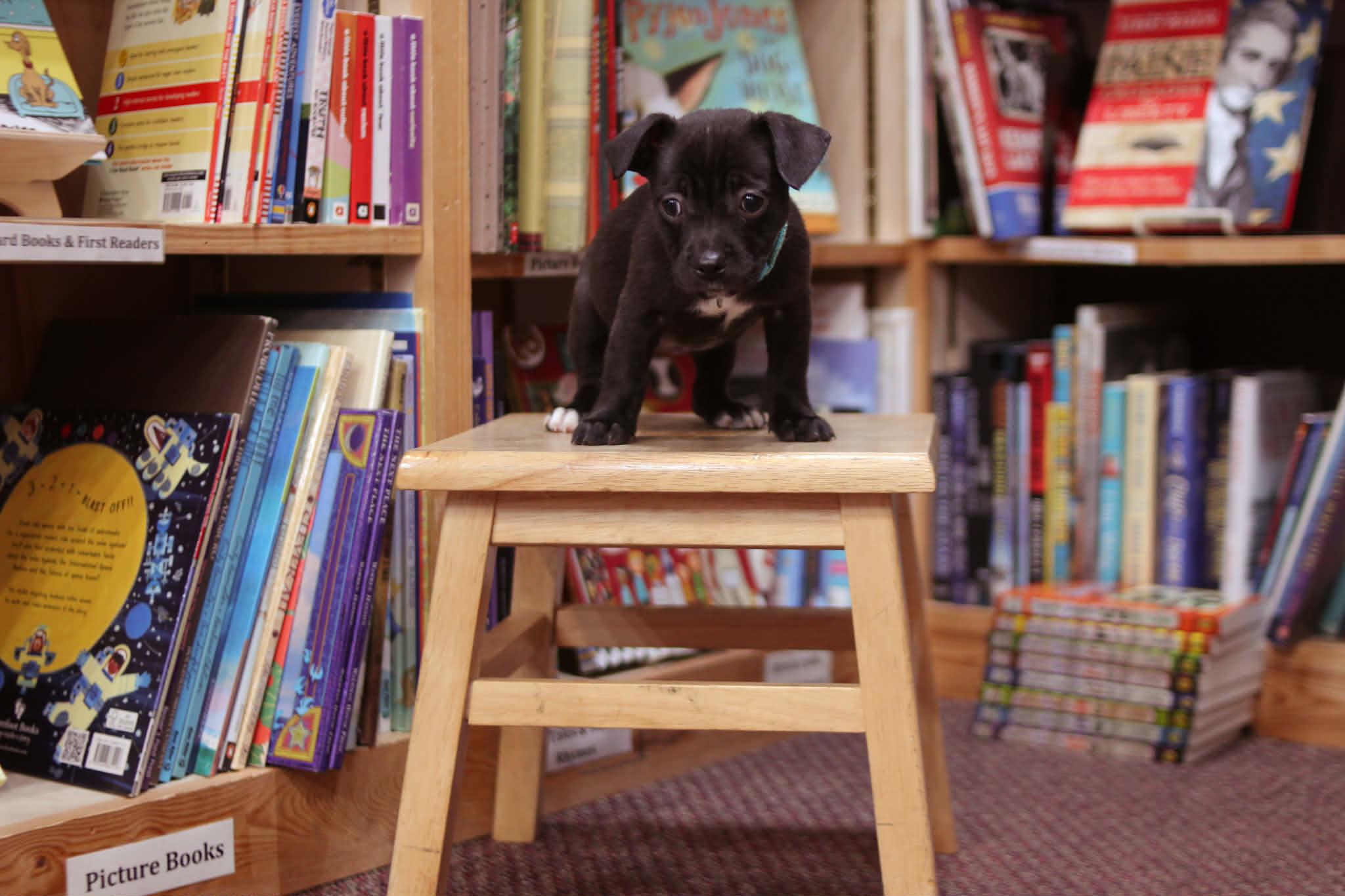 Enlarge Eloise, an adoptable mixed breed in South Saint Paul, MN image 3/4