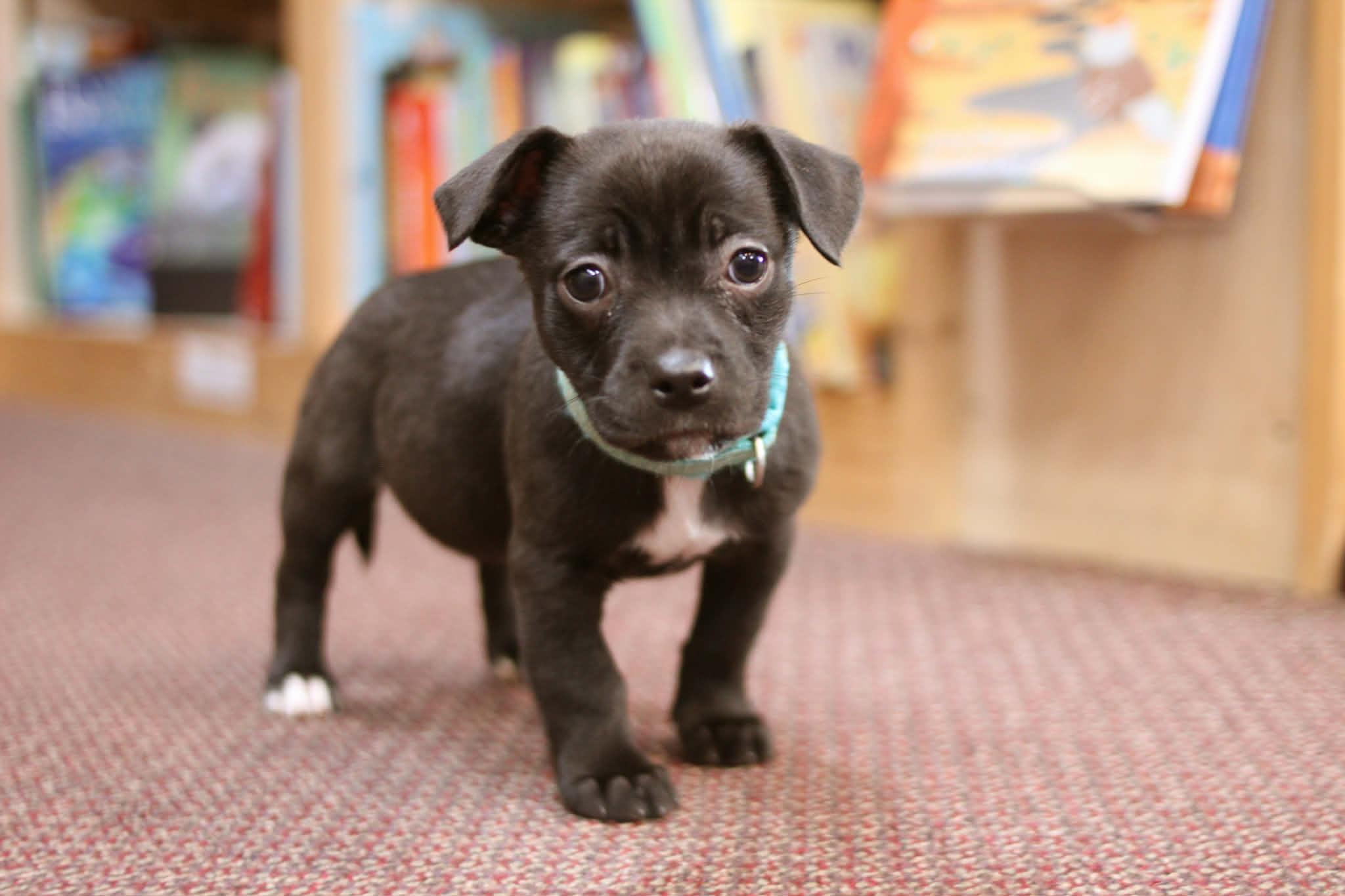 Enlarge Eloise, an adoptable mixed breed in South Saint Paul, MN image 2/4