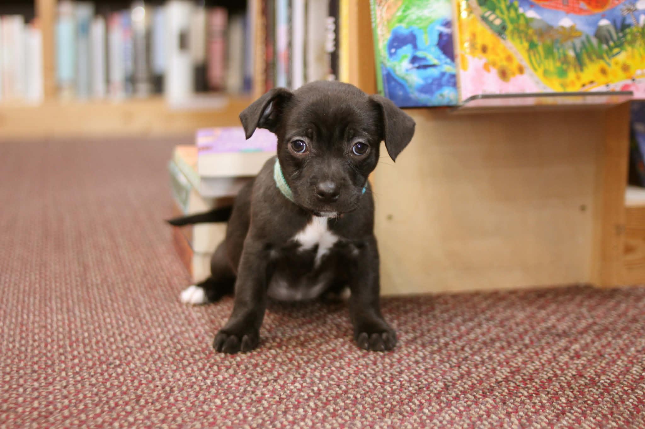 Enlarge Eloise, an adoptable mixed breed in South Saint Paul, MN image 4/4