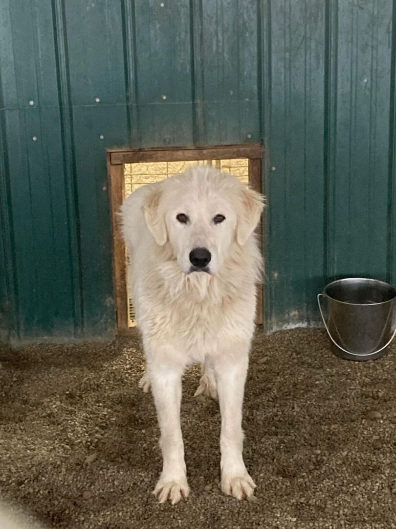 Nala & Gus, Adopted, Young Female Great Pyrenees & Akbash.