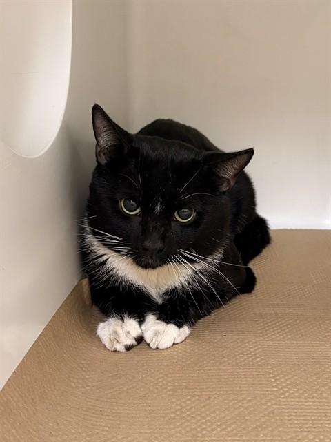 LENNY, Adoptable, Adult Male Domestic Short Hair.