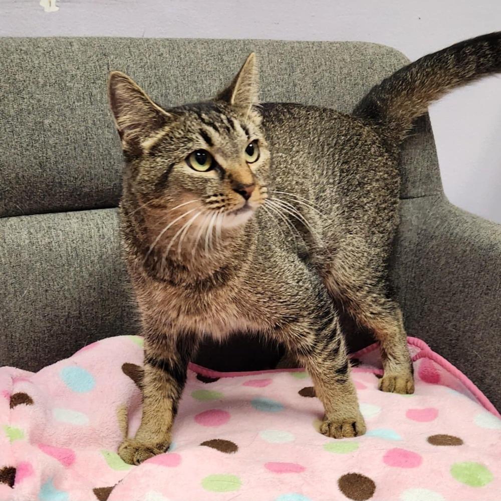 Enlarge Angelina, a Adoptable mixed breed in Cary, NC image 2/6