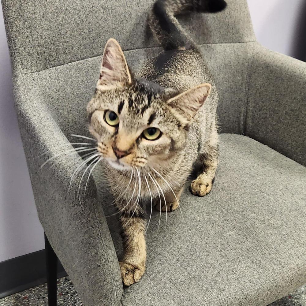 Enlarge Angelina, a Adoptable mixed breed in Cary, NC image 5/6