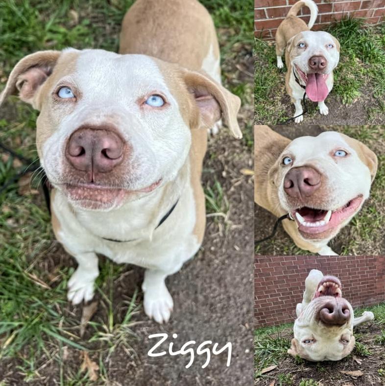Ziggy, Adoptable, Adult Male Staffordshire Bull Terrier & Pit Bull Terrier.