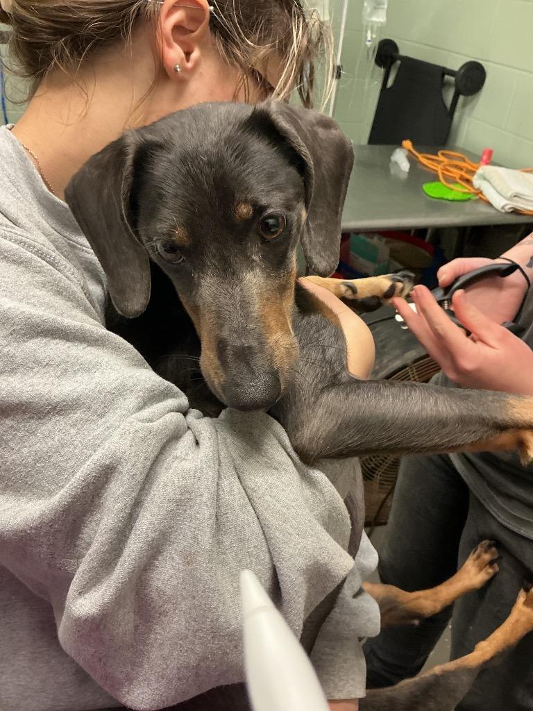 Melvin, Adoptable, Adult Male Miniature Pinscher & Mixed Breed.