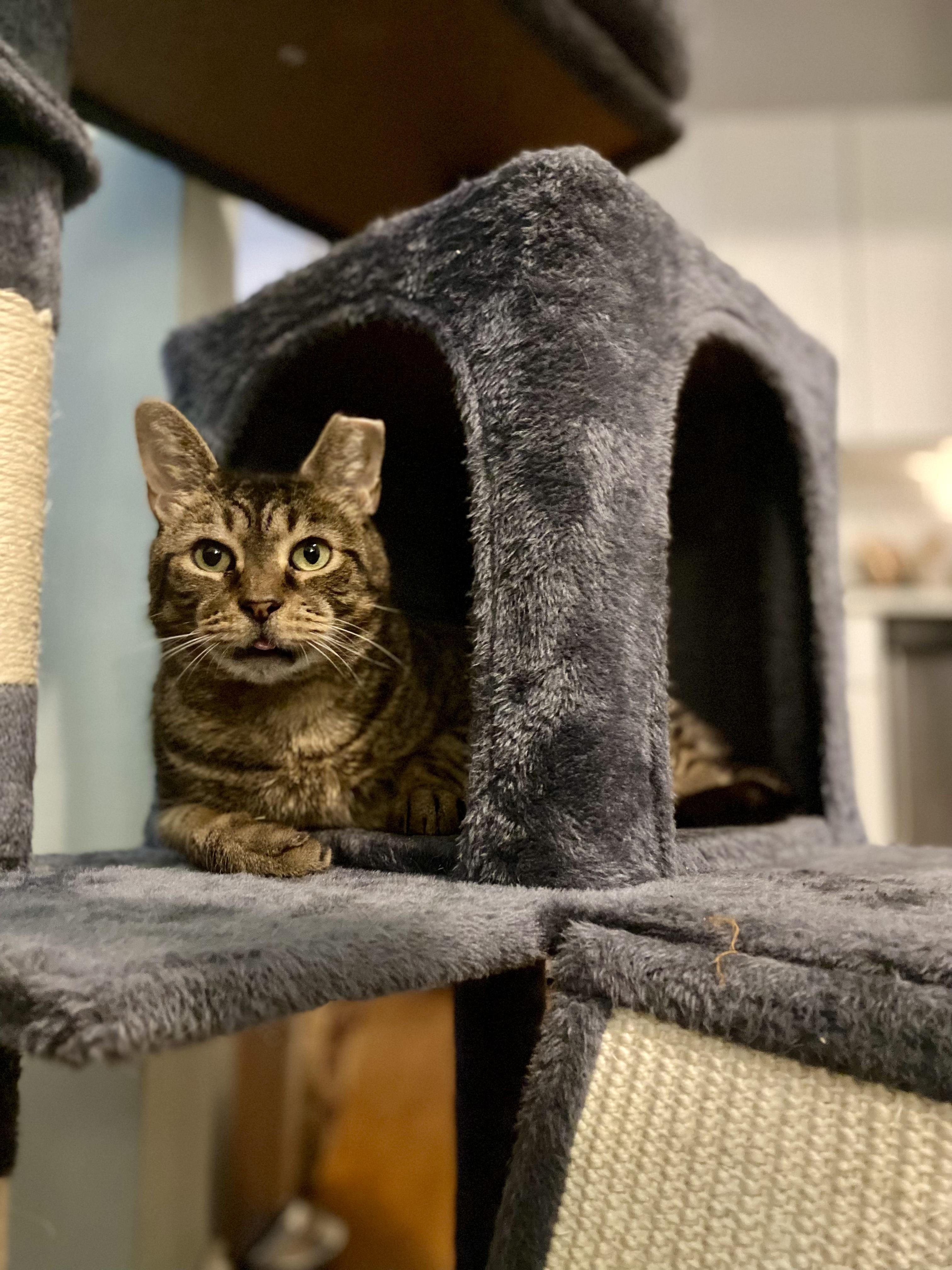 Enlarge Piccolo, a Adoptable Domestic Short Hair in Brooklyn, NY image 4/6