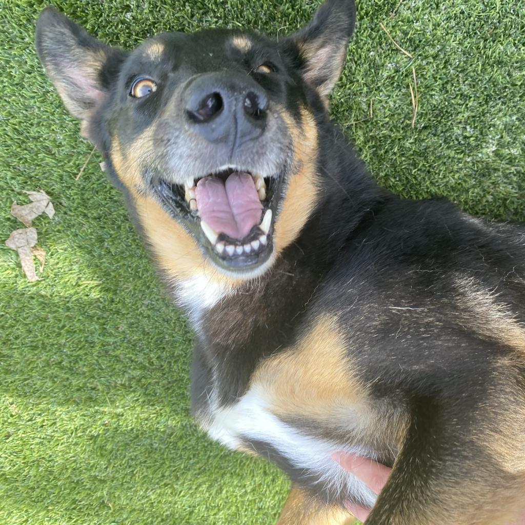 Sammy 2634, Adoptable, Adult Male Australian Kelpie & Mixed Breed.