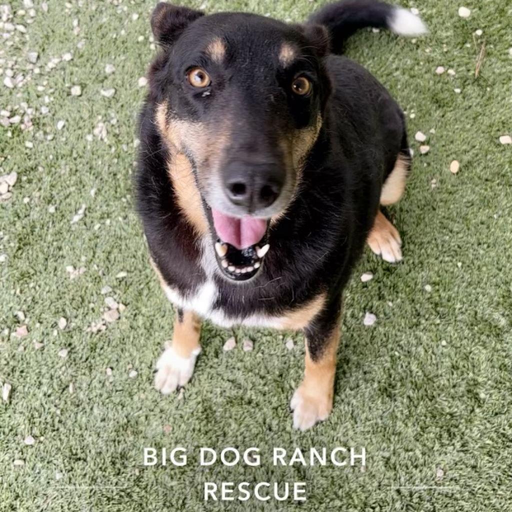 Enlarge Sammy 2634, a Adoptable mixed breed in LOXAHATCHEE, FL image 3/3