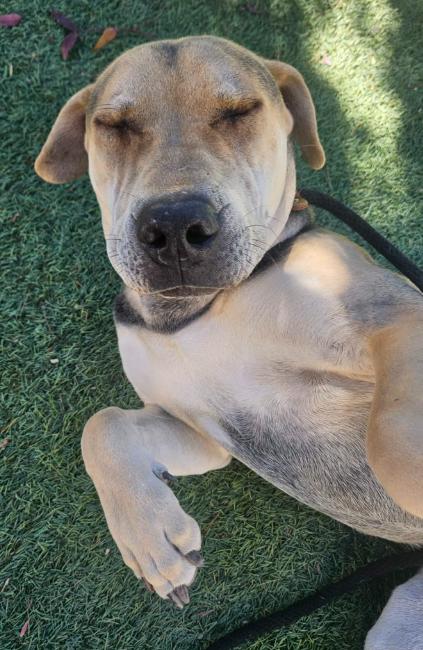 Osito aka Oso, Adoptable, Adult Male Shar-Pei.