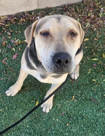 Osito aka Oso, a Adoptable mixed breed in Aurora, CO image 2/4