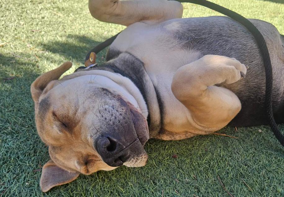 Osito aka Oso, a Adoptable mixed breed in Aurora, CO image 3/4