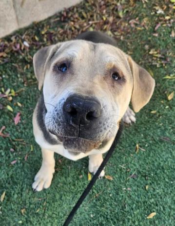 Osito aka Oso, a Adoptable mixed breed in Aurora, CO image 4/4