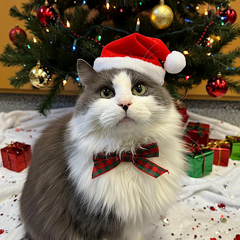 Enlarge Hudson, an adoptable Domestic Long Hair in St Stephen, NB image 1/3