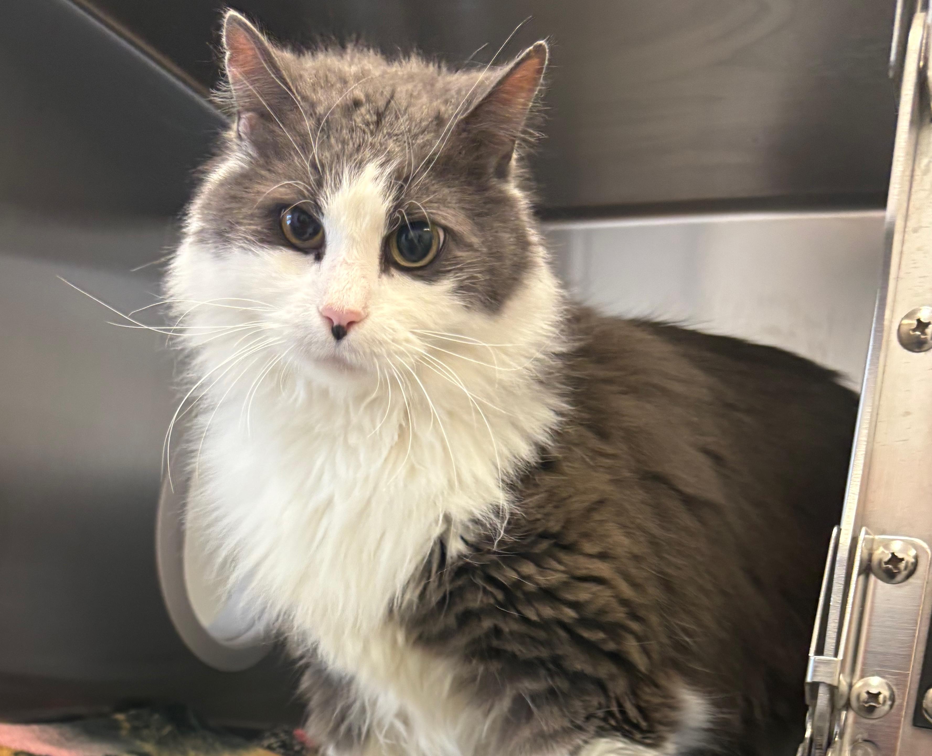 Enlarge Hudson, an adoptable Domestic Long Hair in St Stephen, NB image 2/3