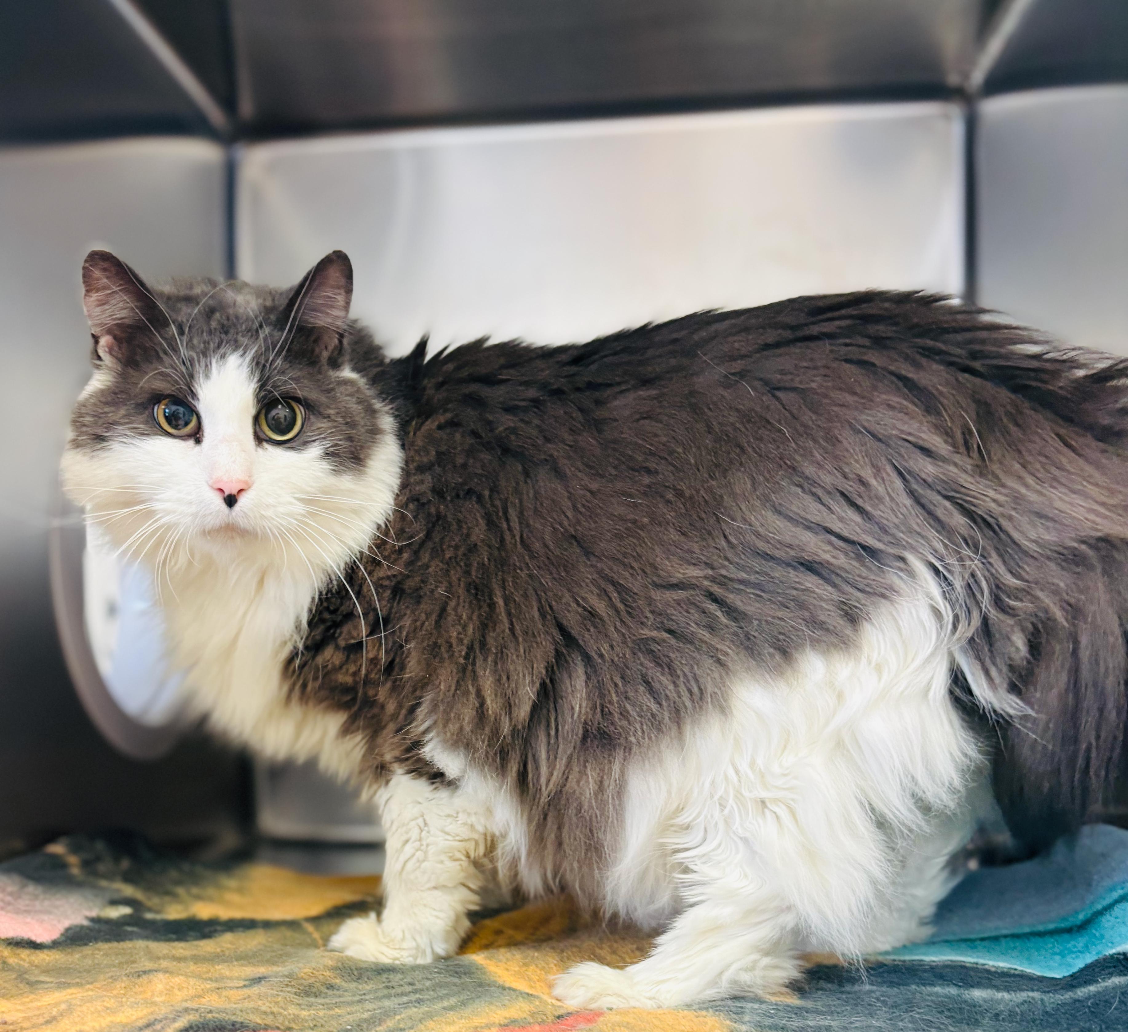 Enlarge Hudson, an adoptable Domestic Long Hair in St Stephen, NB image 3/3