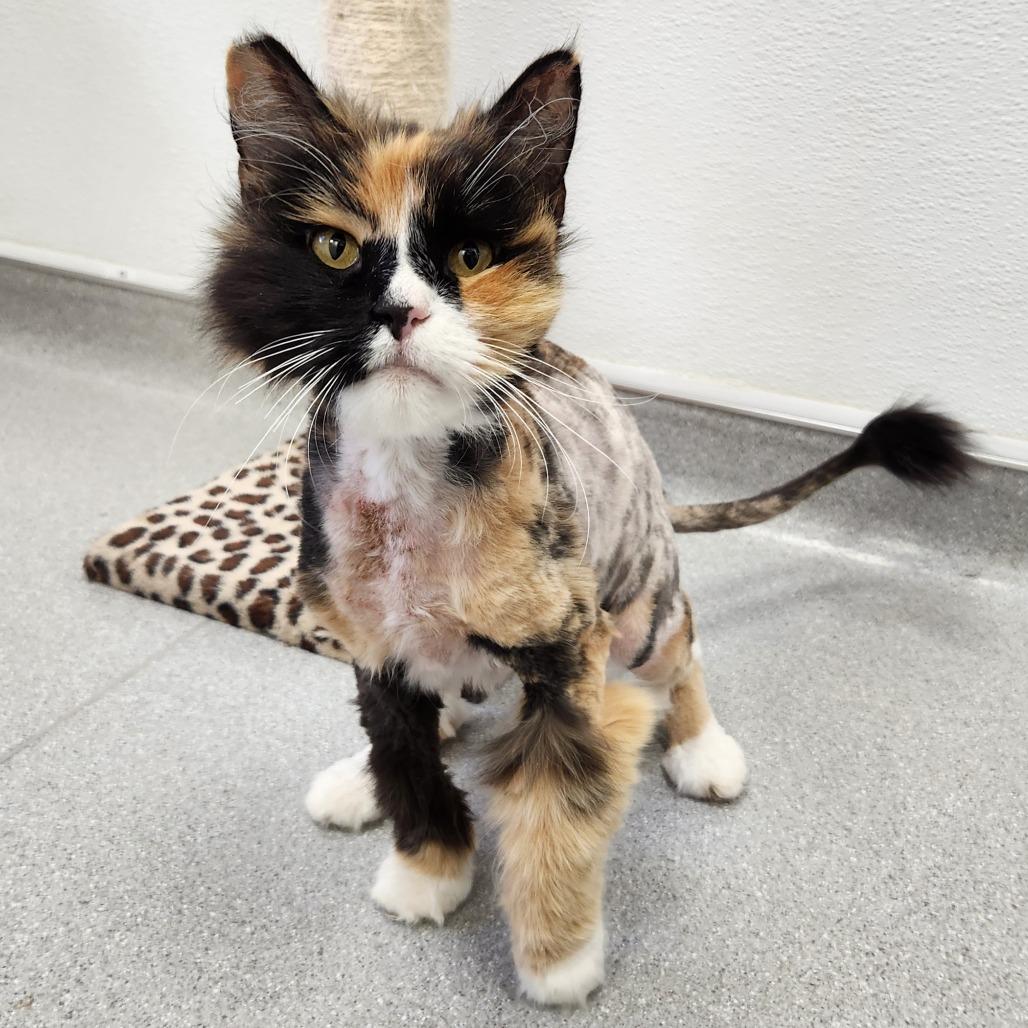 Mitzi, Adoptable, Adult Female Domestic Long Hair.