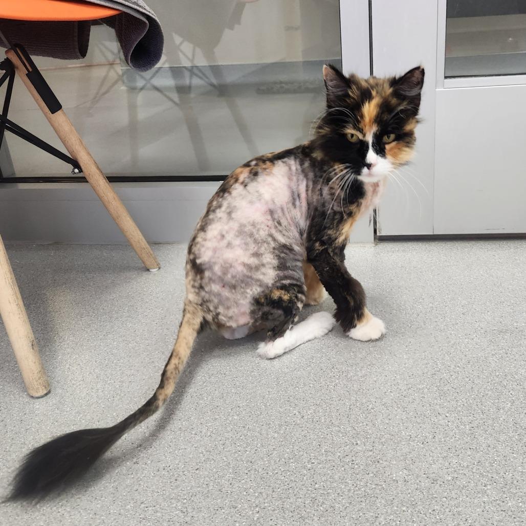 Enlarge Mitzi, a Adoptable Domestic Long Hair in Murray, UT image 2/3