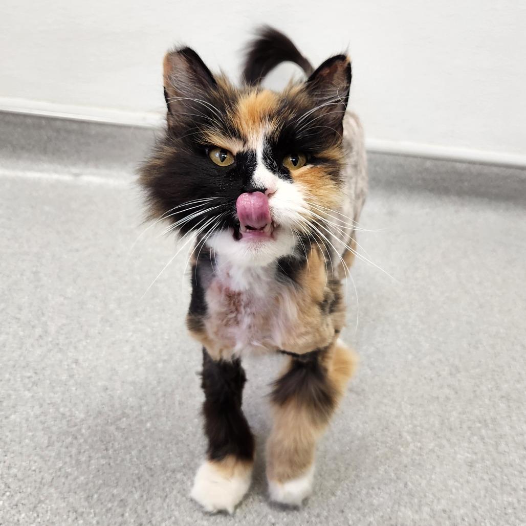 Enlarge Mitzi, a Adoptable Domestic Long Hair in Murray, UT image 3/3
