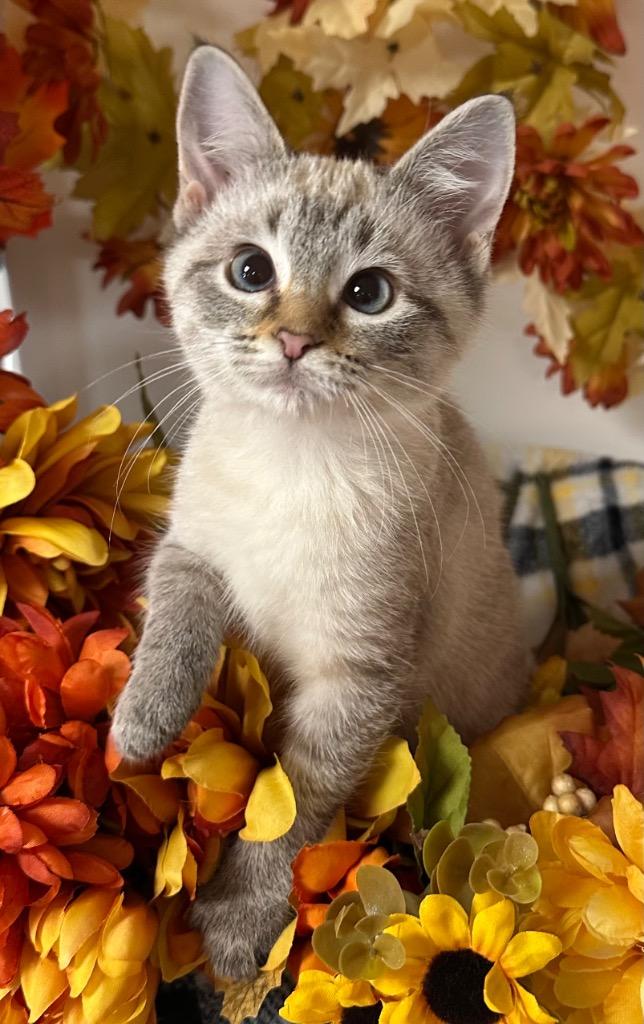 Enlarge 8/22/25 - Geillis, a Adopted mixed breed in Stillwater, OK image 1/1