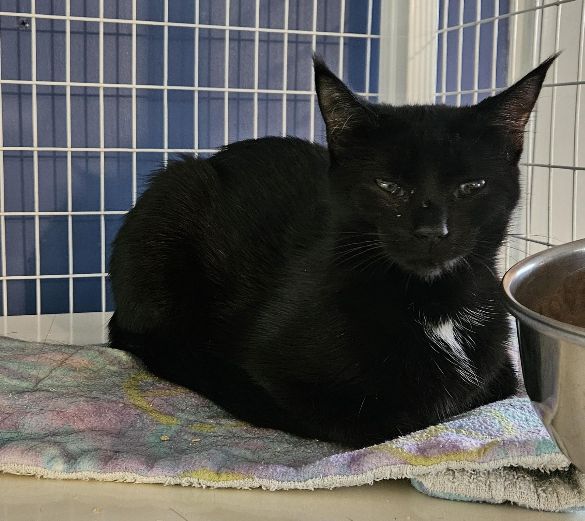 Clefairy, ADOPTABLE, Adult Female Domestic Short Hair.
