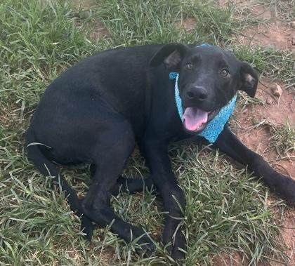 Enlarge Sharkboy $50, a Adoptable mixed breed in Seneca, SC image 1/3