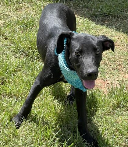 Enlarge Sharkboy $50, a Adoptable mixed breed in Seneca, SC image 2/3