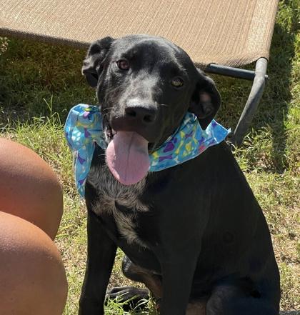 Enlarge Sharkboy $50, a Adoptable mixed breed in Seneca, SC image 3/3