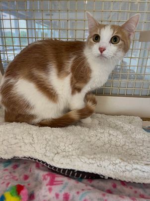 Woody, a Adoptable mixed breed in Omaha, NE image 1/15