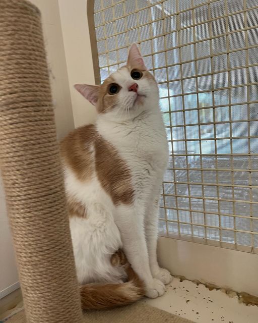 Woody, a Adoptable mixed breed in Omaha, NE image 2/15