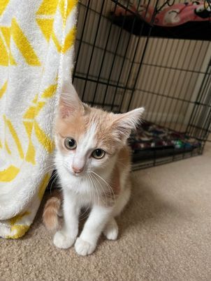 Woody, a Adoptable mixed breed in Omaha, NE image 3/15