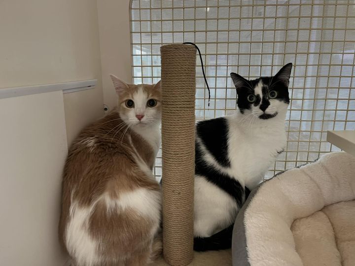 Woody, a Adoptable mixed breed in Omaha, NE image 4/15