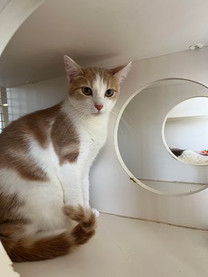 Woody, a Adoptable mixed breed in Omaha, NE image 5/15