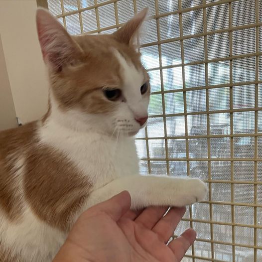 Woody, a Adoptable mixed breed in Omaha, NE image 6/15