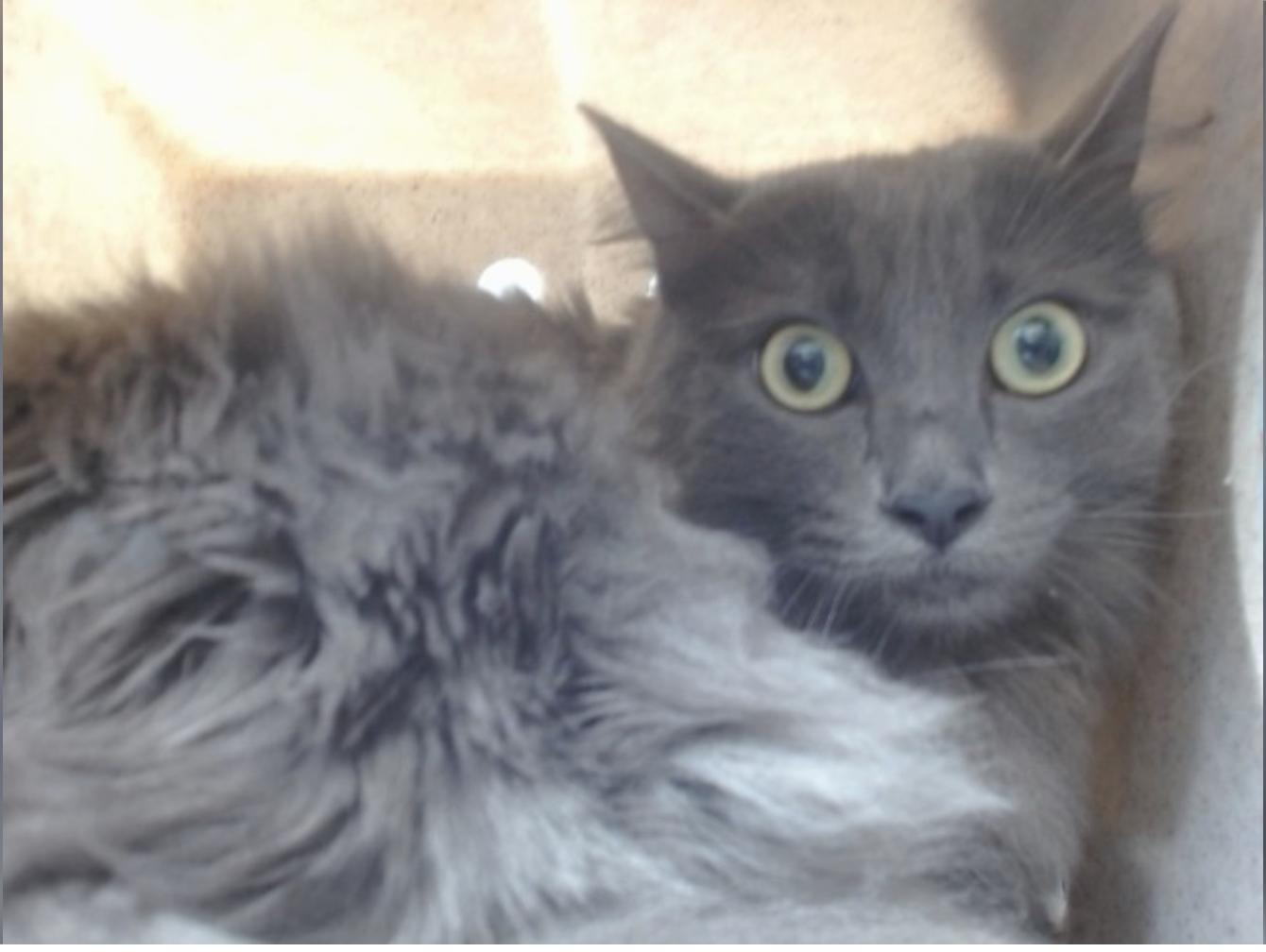 Enlarge Penelope, a Adoptable Russian Blue in Beverly Hills, CA image 1/1