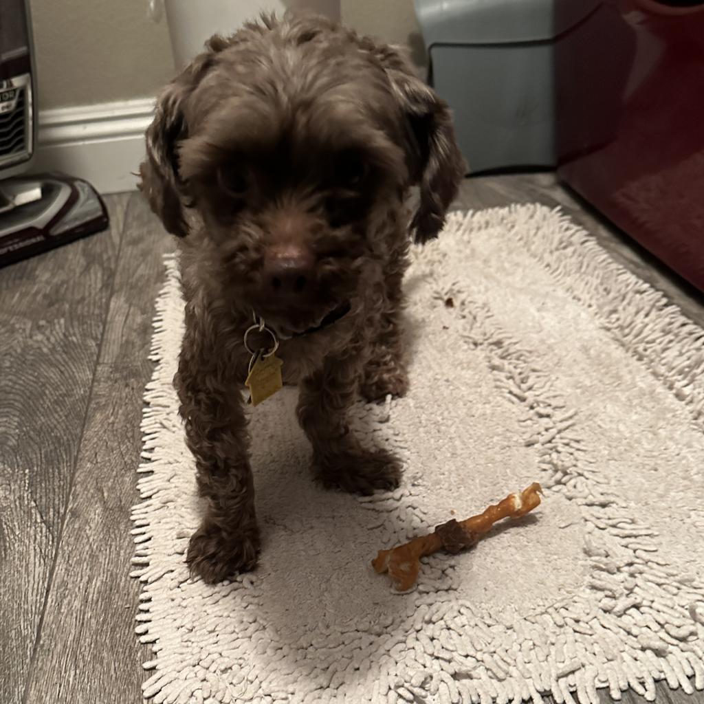 Enlarge Choco, a Adoptable Miniature Poodle in Las Vegas, NV image 1/2