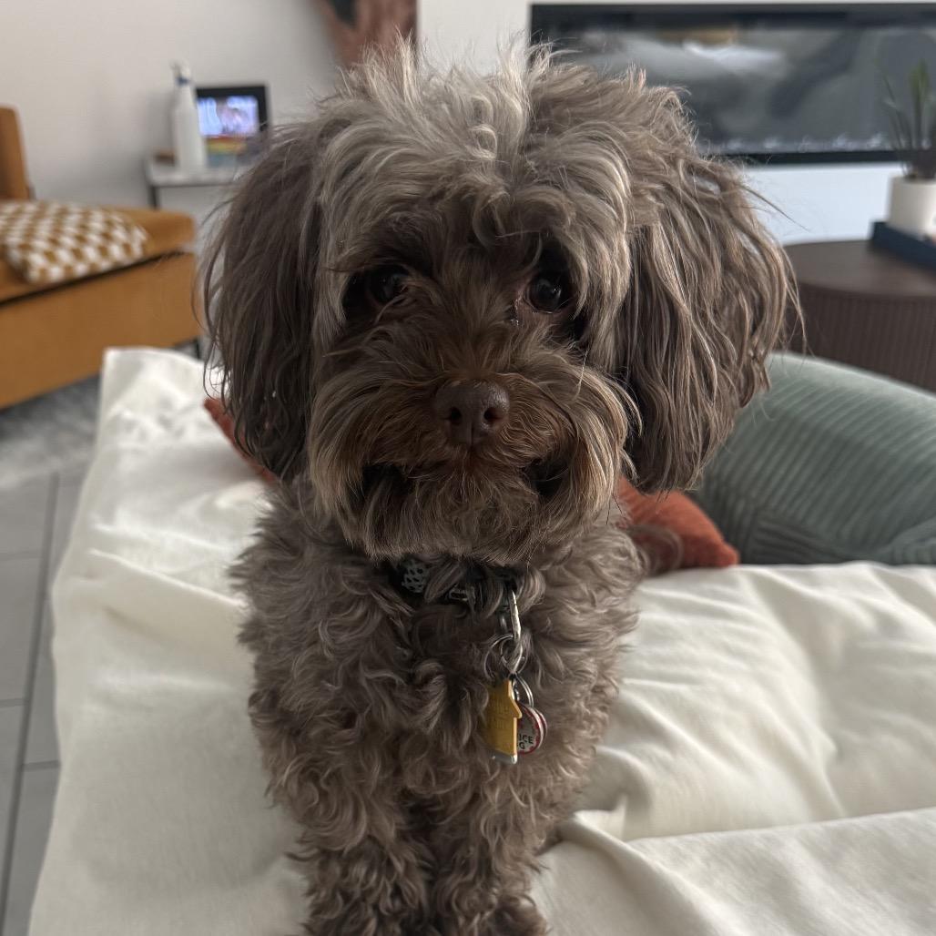 Enlarge Choco, a Adoptable Miniature Poodle in Las Vegas, NV image 2/2