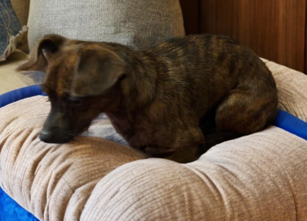 Bruno, an adoptable Chiweenie in San Antonio, TX, 78218 | Photo Image 2