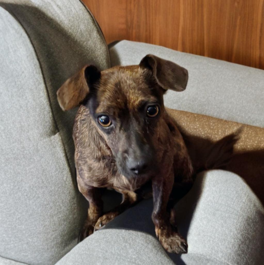 Bruno, an adoptable Chiweenie in San Antonio, TX, 78218 | Photo Image 1