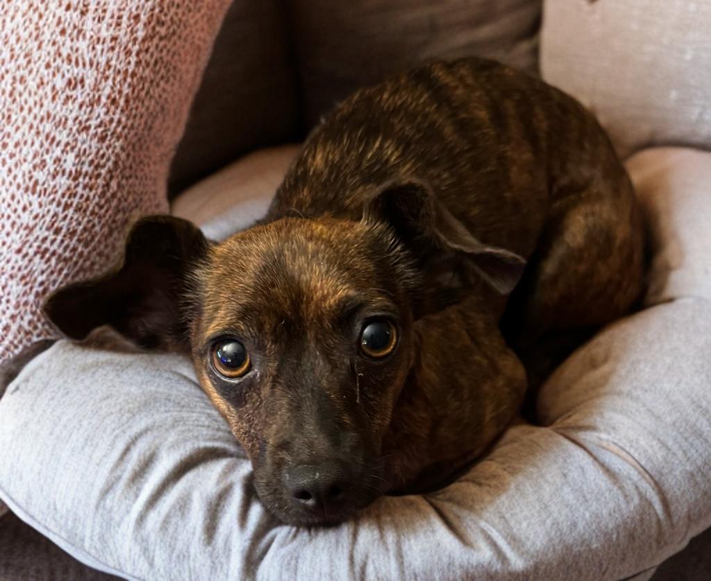 Bruno, an adoptable Chiweenie in San Antonio, TX, 78218 | Photo Image 3