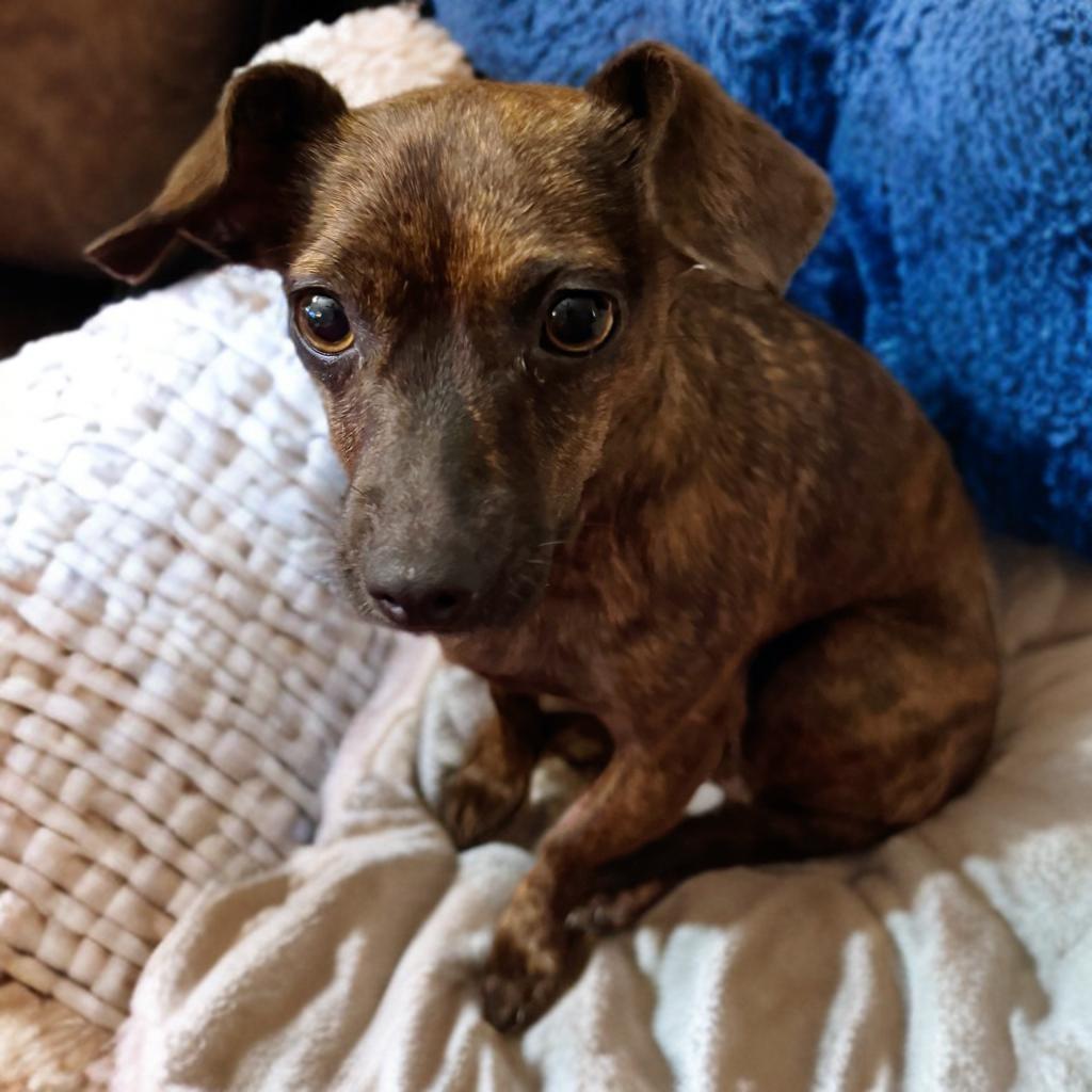 Bruno, an adoptable Chiweenie in San Antonio, TX, 78218 | Photo Image 4
