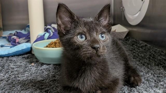 MACCHIATO, Adoptable, Kitten Male Domestic Short Hair.