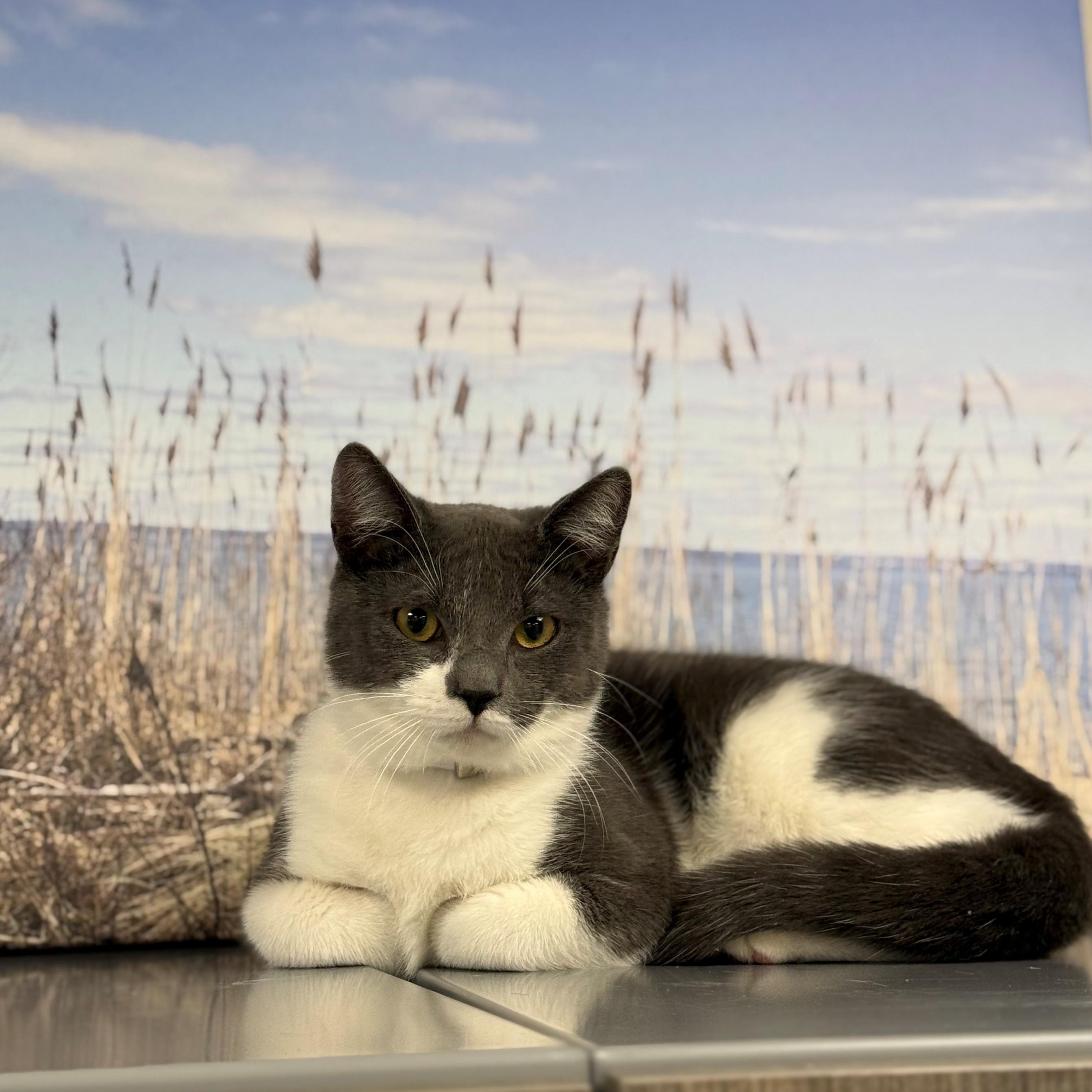 Enlarge Jerry, a ADOPTABLE Domestic Short Hair in Syosset, NY image 1/1