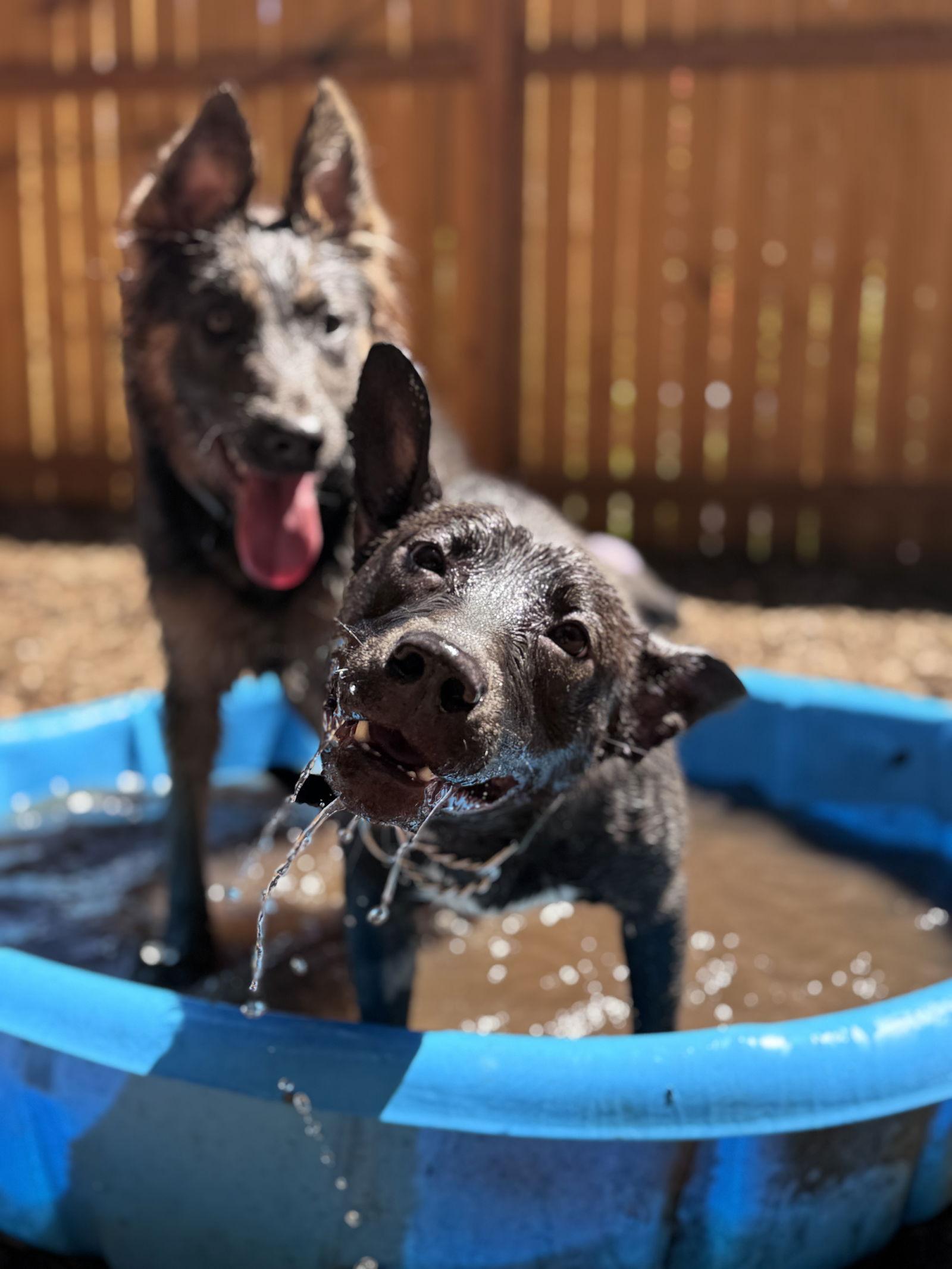 Sadie, Adoptable, Young Female American Staffordshire Terrier & Australian Cattle Dog / Blue Heeler.